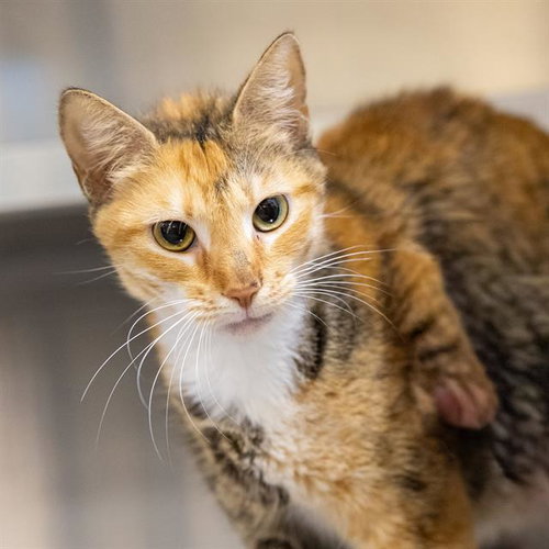 TINA SPAY, Adult Domestic Short Hair (short coat), cat for adoption in Friendswood, Texas