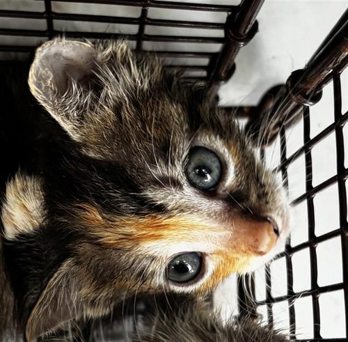 A657589