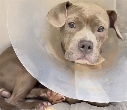 A657593, an adoptable Pit Bull Terrier in Houston, TX