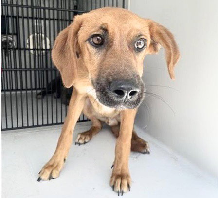 A657650, an adoptable Redbone Coonhound in Houston, TX