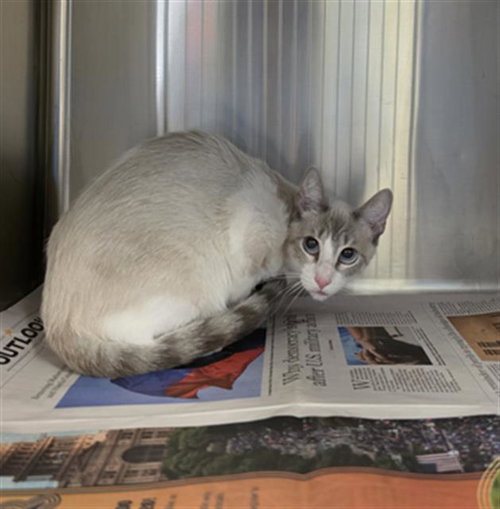 JAX, Young Siamese (medium coat), cat for adoption in League City, Texas