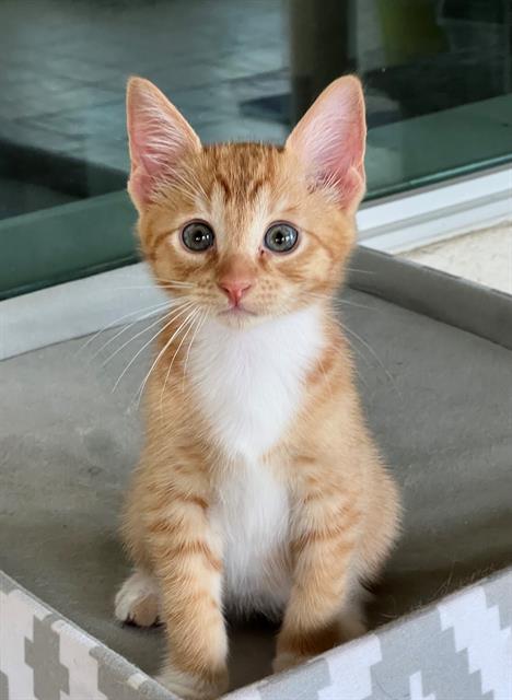 BUTTERCUP