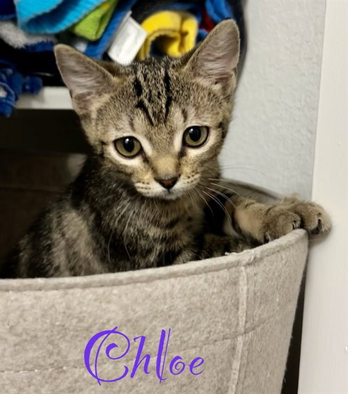 CHLOE