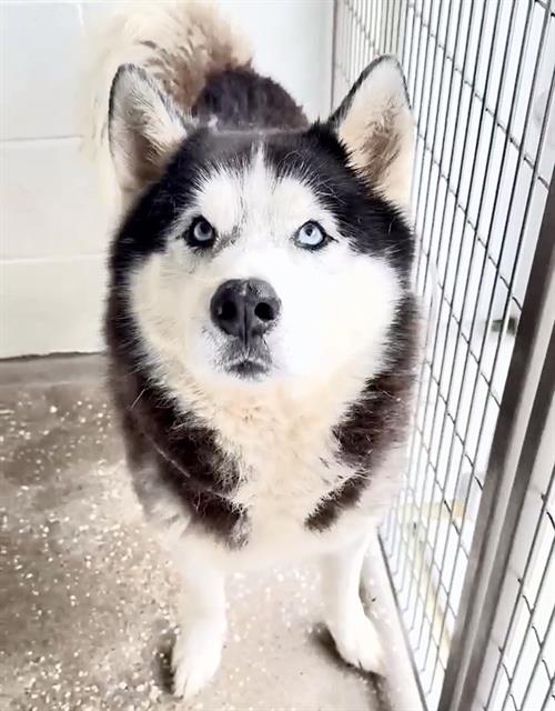 A657879, an adoptable Siberian Husky in Houston, TX