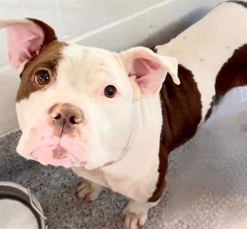 MOCHI, an adoptable American Pit Bull Terrier in Houston, TX