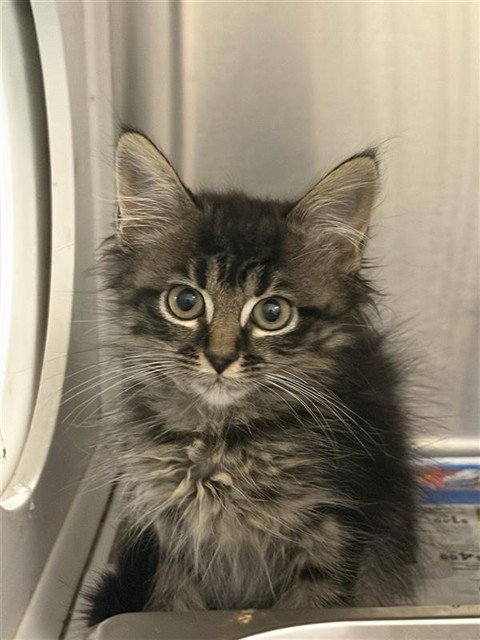 ATHENA, Baby Domestic Short Hair (medium coat), cat for adoption in League City, Texas