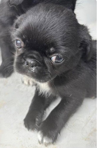 TACO, an adoptable Pug in Houston, TX