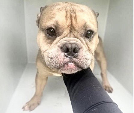 A657925, an adoptable French Bulldog in Houston, TX