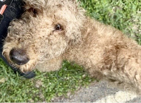 A657926, an adoptable Poodle in Houston, TX