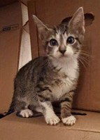 MISSY, Baby Domestic Short Hair (short coat), cat for adoption in League City, Texas