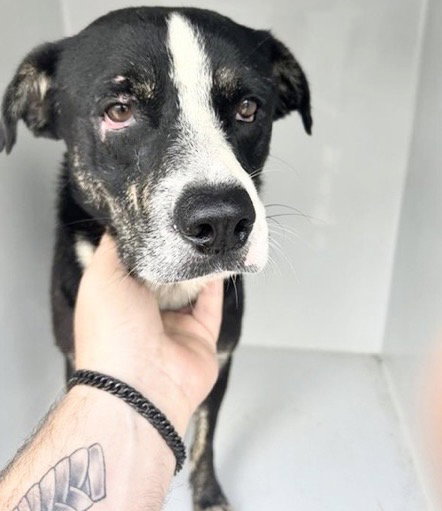 A657979