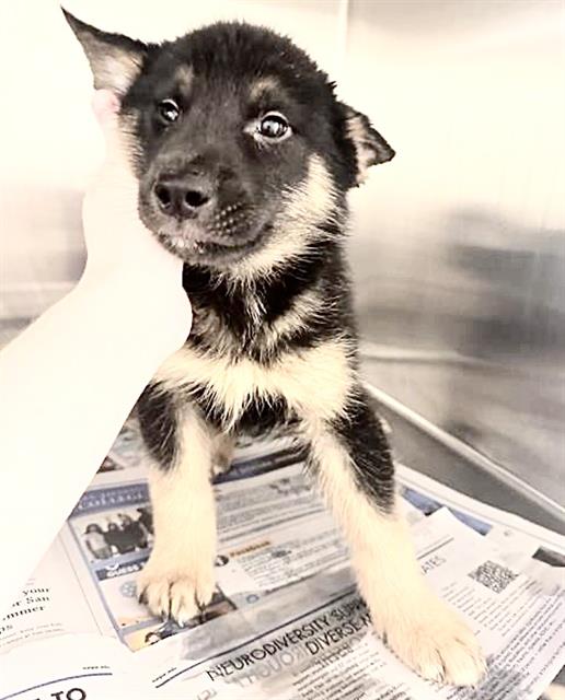 KODA