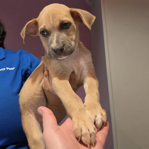 A658063, an adoptable Black Mouth Cur in Houston, TX