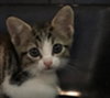KITTEN 3 - Photo 1