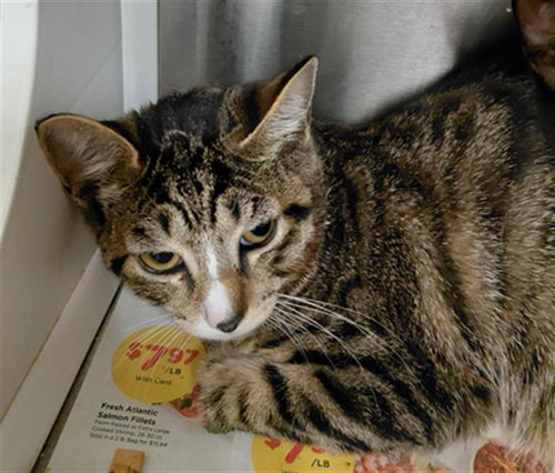 A656688, Baby Domestic Short Hair (medium coat), cat for adoption in League City, Texas
