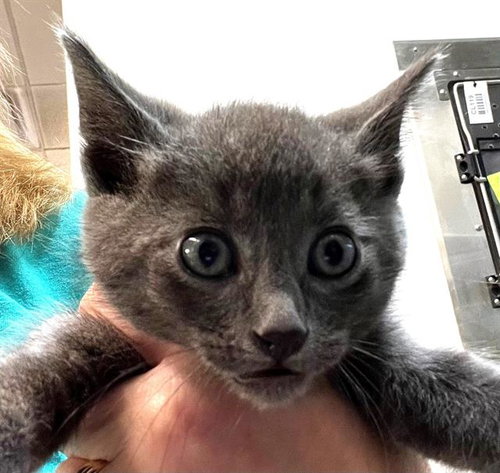 MICKEY, Baby Domestic Short Hair (short coat), cat for adoption in League City, Texas