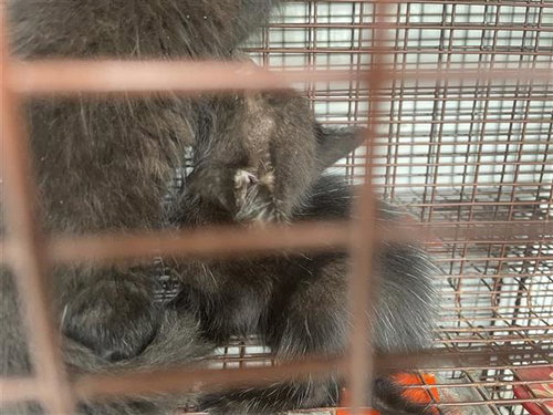 A656774, Baby Domestic Short Hair (short coat), cat for adoption in League City, Texas