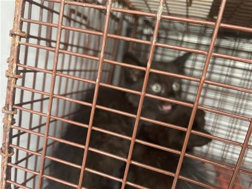 A656775, Baby Domestic Short Hair (short coat), cat for adoption in League City, Texas