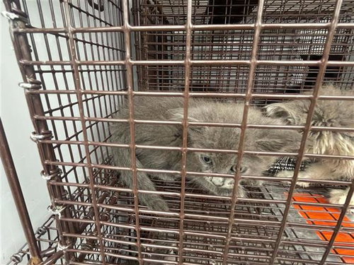 A656776, Baby Domestic Short Hair (short coat), cat for adoption in League City, Texas