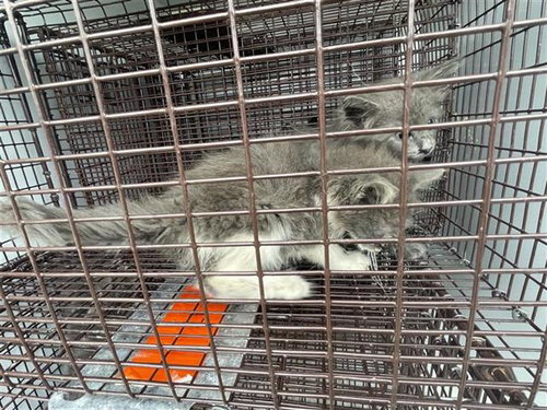A656777, Baby Domestic Short Hair (short coat), cat for adoption in League City, Texas