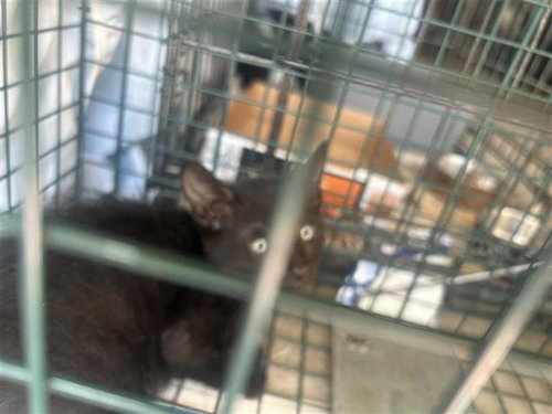 A656807, Baby Domestic Short Hair (short coat), cat for adoption in League City, Texas