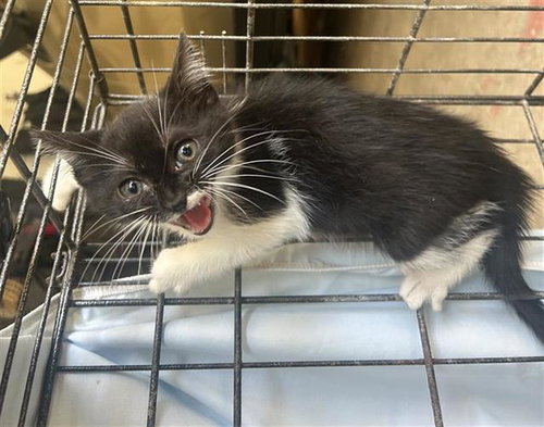 A656812, Baby Domestic Short Hair (short coat), cat for adoption in League City, Texas