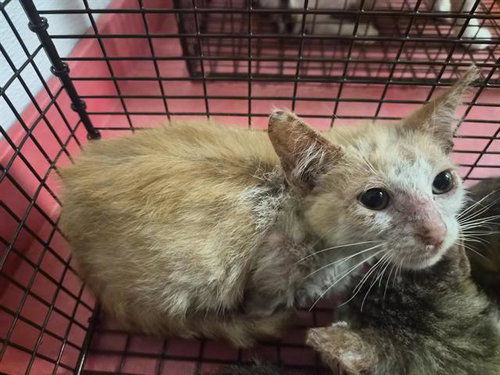 A656835, Baby Domestic Short Hair (medium coat), cat for adoption in League City, Texas