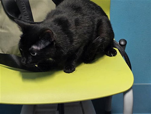 PRINCESS, Adult Domestic Short Hair (medium coat), cat for adoption in League City, Texas
