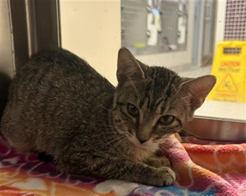 KIT, Baby Domestic Long Hair (medium coat), cat for adoption in League City, Texas