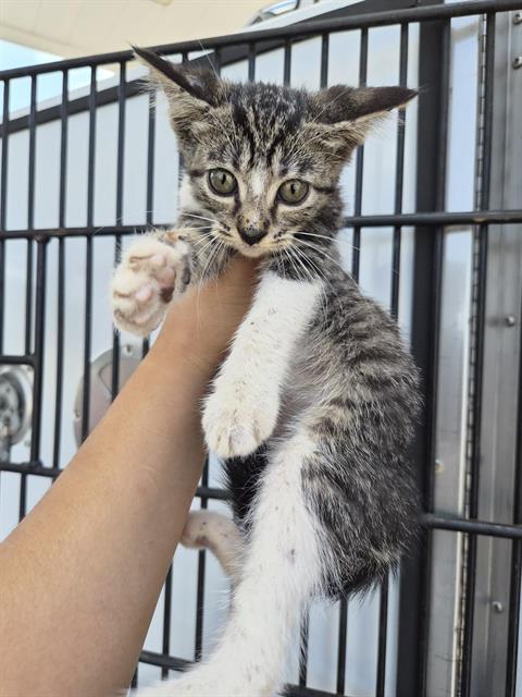 A656901, Baby Domestic Short Hair (medium coat), cat for adoption in League City, Texas