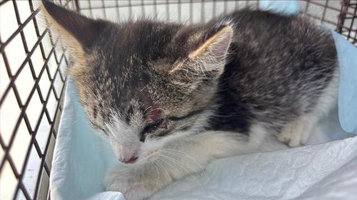 A656918, Baby Domestic Short Hair (medium coat), cat for adoption in League City, Texas