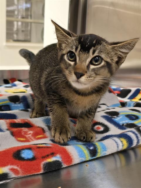 A656924, Baby Domestic Short Hair (short coat), cat for adoption in League City, Texas