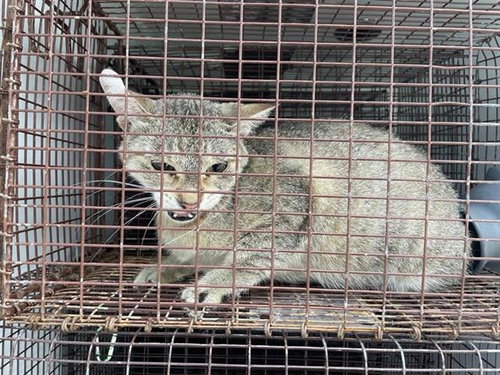 A656936, Adult Domestic Short Hair (medium coat), cat for adoption in League City, Texas