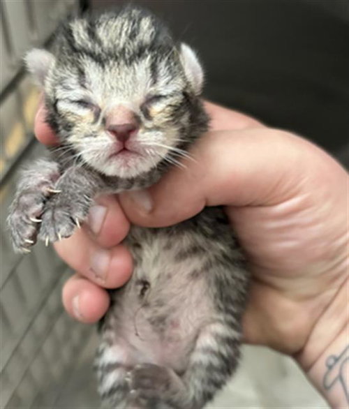 BOY 2, Baby Domestic Short Hair (medium coat), cat for adoption in League City, Texas