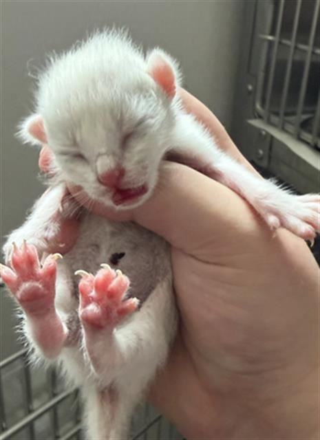 BOY 4, Baby Domestic Short Hair (medium coat), cat for adoption in League City, Texas