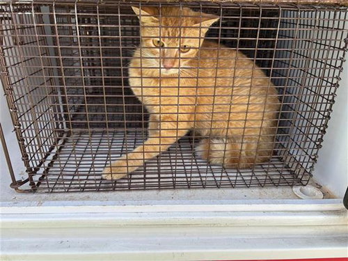 BROWNIE, Young Domestic Short Hair / Mixed (short coat), cat for adoption in League City, Texas