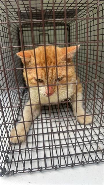 A656985, Adult Domestic Short Hair (short coat), cat for adoption in League City, Texas