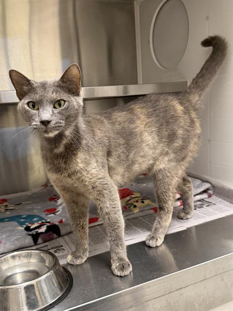 MS. GIGI, Adult Domestic Short Hair / Mixed (medium coat), cat for adoption in League City, Texas