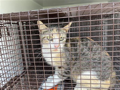 A657014, Adult Domestic Short Hair (medium coat), cat for adoption in League City, Texas