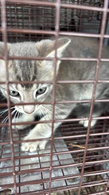 A657090, Baby Domestic Short Hair (medium coat), cat for adoption in League City, Texas