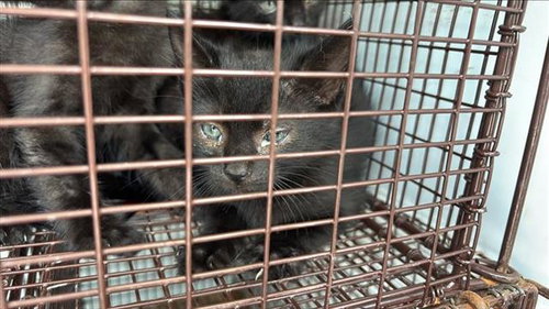 A657092, Baby Domestic Short Hair (medium coat), cat for adoption in League City, Texas
