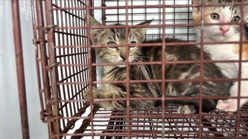 A657096, Baby Domestic Short Hair (medium coat), cat for adoption in League City, Texas