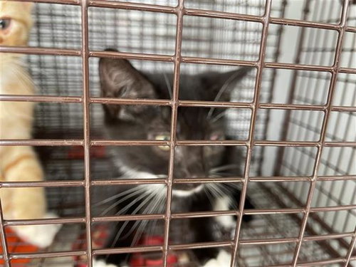 A657103, Baby Domestic Short Hair (short coat), cat for adoption in League City, Texas