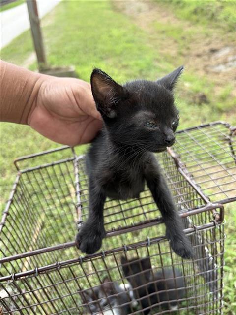 A657119, Baby Domestic Short Hair (medium coat), cat for adoption in League City, Texas