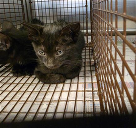 A657167, Baby Domestic Short Hair (medium coat), cat for adoption in League City, Texas