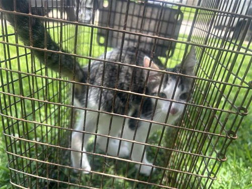 A657228, Baby Domestic Short Hair (short coat), cat for adoption in League City, Texas