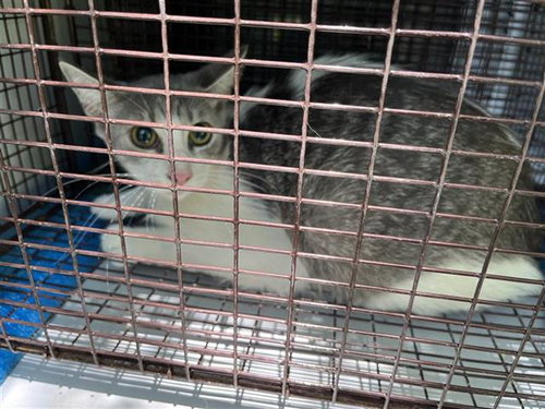 A657248, Young Domestic Short Hair (short coat), cat for adoption in League City, Texas