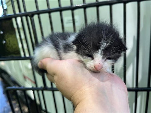 A657251, Baby Domestic Short Hair (short coat), cat for adoption in League City, Texas