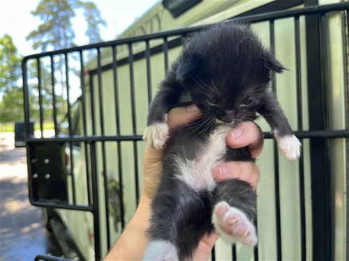 A657253, Baby Domestic Short Hair (short coat), cat for adoption in League City, Texas