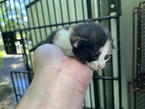 A657255, Baby Domestic Short Hair (short coat), cat for adoption in League City, Texas